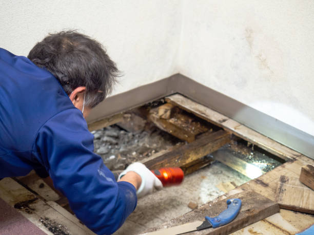 Aledo, TX Mold Removal Company