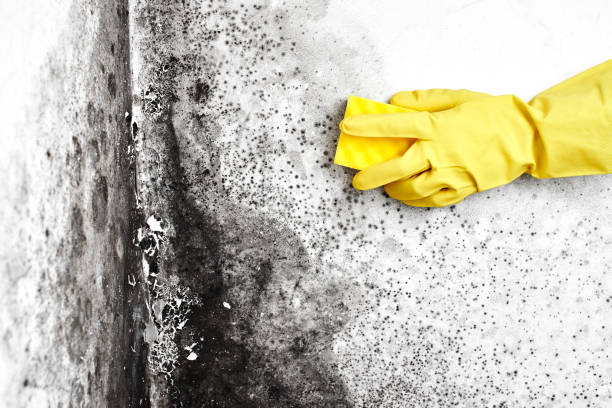 Best Black Mold Removal  in Aledo, TX