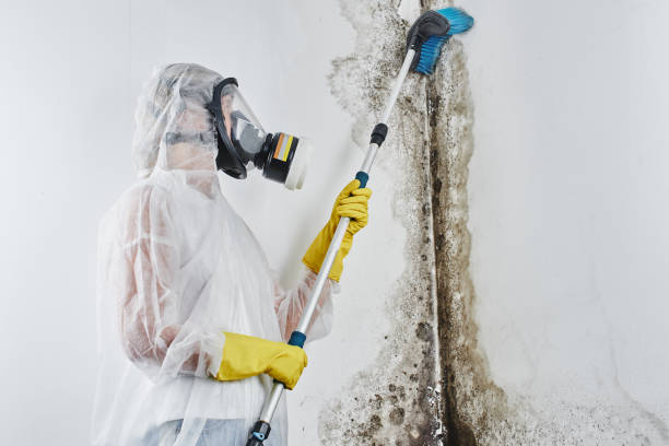 Best Mold Removal Company Near Me  in Aledo, TX