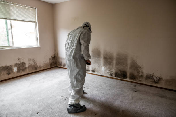 Best Mold Removal Company Near Me  in Aledo, TX