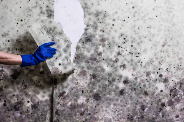 Best Toxic Mold Removal  in Aledo, TX