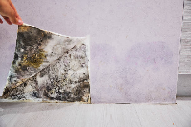 Best Mold Testing  in Aledo, TX